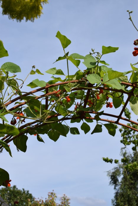 Runner beans!